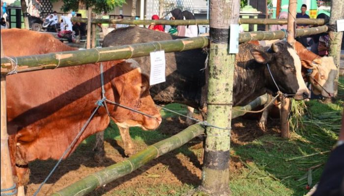 Distanak Jateng Imbau Masyarakat Perhatikan Penyimpanan dan Distribusi Daging Kurban