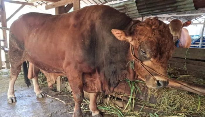 Presiden Salurkan 1.098 Ekor Sapi Kurban, Anggaran dari APBN Capai Rp100 Miliar