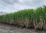 Program Bongkar Ratoon Tebu di Blora Sisakan Persoalan, Petani Keluhkan Sejumlah Kendala ‎