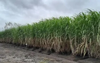 Program Bongkar Ratoon Tebu di Blora Sisakan Persoalan, Petani Keluhkan Sejumlah Kendala ‎