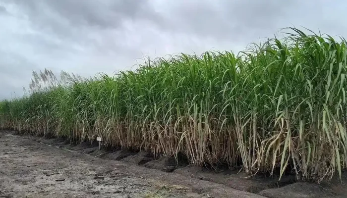Program Bongkar Ratoon Tebu di Blora Sisakan Persoalan, Petani Keluhkan Sejumlah Kendala ‎