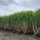 Program Bongkar Ratoon Tebu di Blora Sisakan Persoalan, Petani Keluhkan Sejumlah Kendala ‎