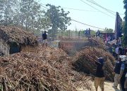 Ribuan Batang Tebu Ditumpahkan di Depan PG GMM, Petani Blora Tagih Janji Kepastian Pabrik