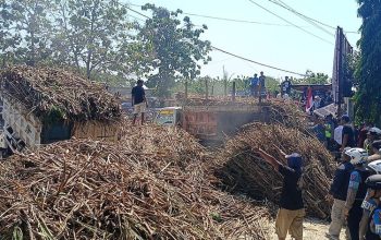 Ribuan Batang Tebu Ditumpahkan di Depan PG GMM, Petani Blora Tagih Janji Kepastian Pabrik