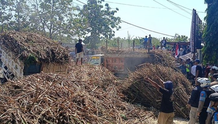 Ribuan Batang Tebu Ditumpahkan di Depan PG GMM, Petani Blora Tagih Janji Kepastian Pabrik