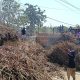 Ribuan Batang Tebu Ditumpahkan di Depan PG GMM, Petani Blora Tagih Janji Kepastian Pabrik